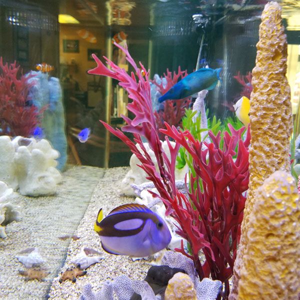 Fish in an office aquarium